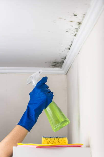 Best Attic Mold Remediation in , MT